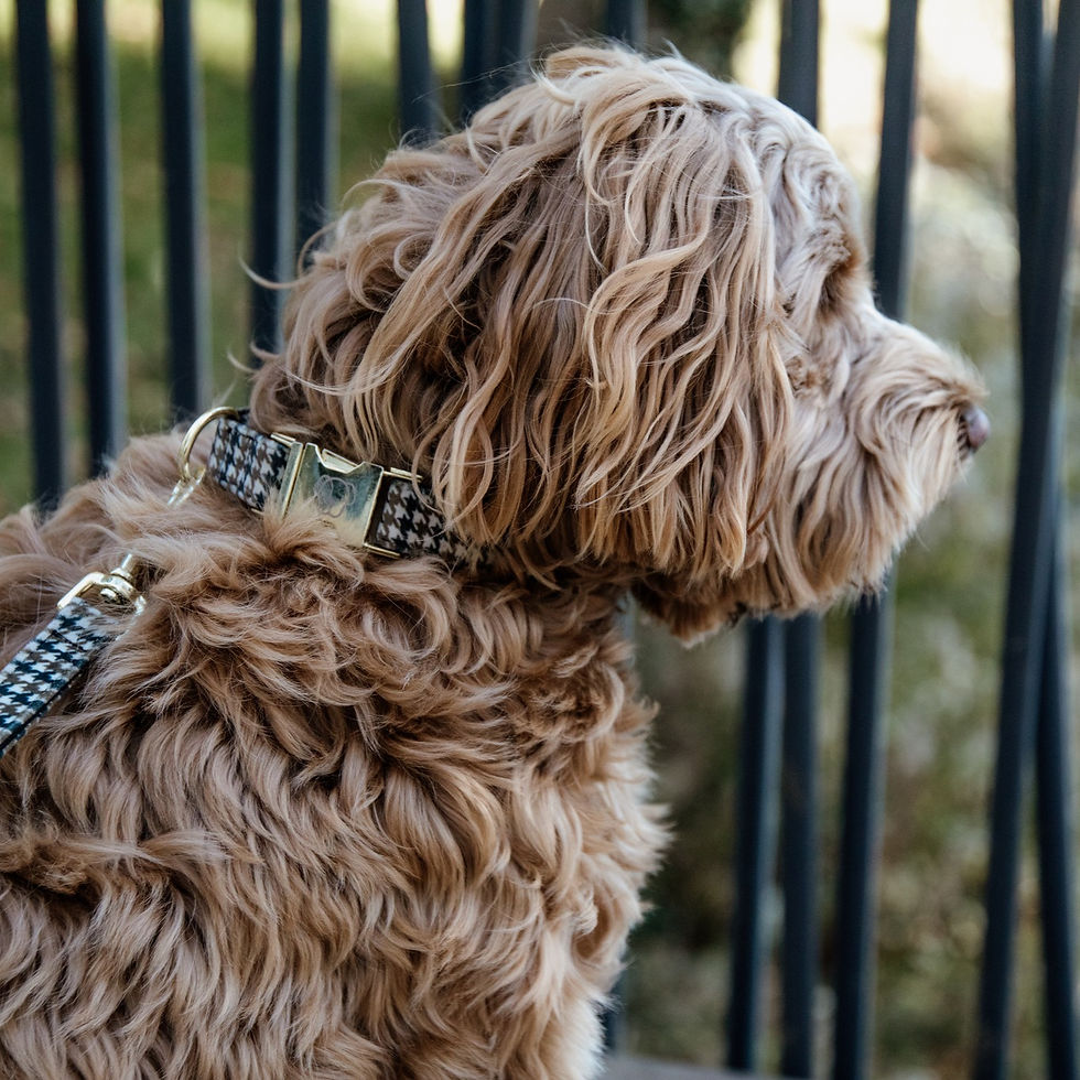 Miniature : Collier Pour Chien Pied-de-poule Brun - Kentucky Dogwear