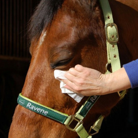 Thumbnail: Lingettes Nettoyantes Easy Shine - Ravene