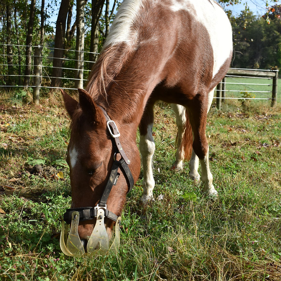 Thumbnail: Panier ThinLine - ThinLine