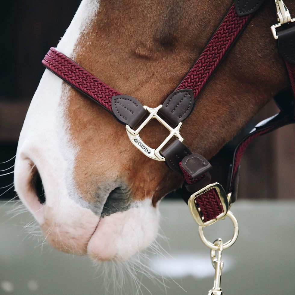 Thumbnail: Licol en Nylon Tressé Bordeaux - Kentucky Horsewear