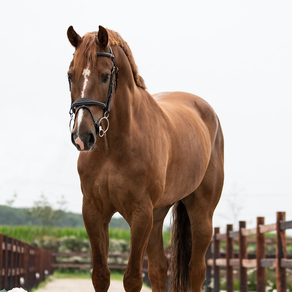 Thumbnail: Mors Inno Sense 2,5 Ring Flexi Soft - TRUST Equestrian