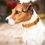 Thumbnail: Collier pour Chien Velvet Moutarde - Kentucky Dogwear