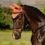 Miniature : Bonnet Classic Apricot - LeMieux