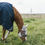Thumbnail: Masque Anti-Mouches Skin Friendly Argent - Kentucky Horsewear