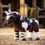 Miniature : Mini Pony Dazzle - LeMieux