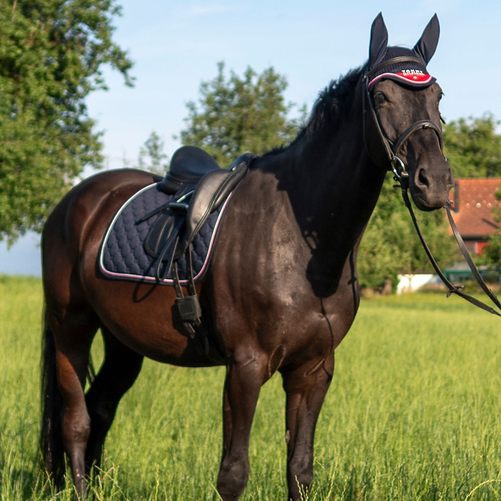 Thumbnail: Tapis de Selle Dressage Kingston Desert Sky - Tommy Hilfiger