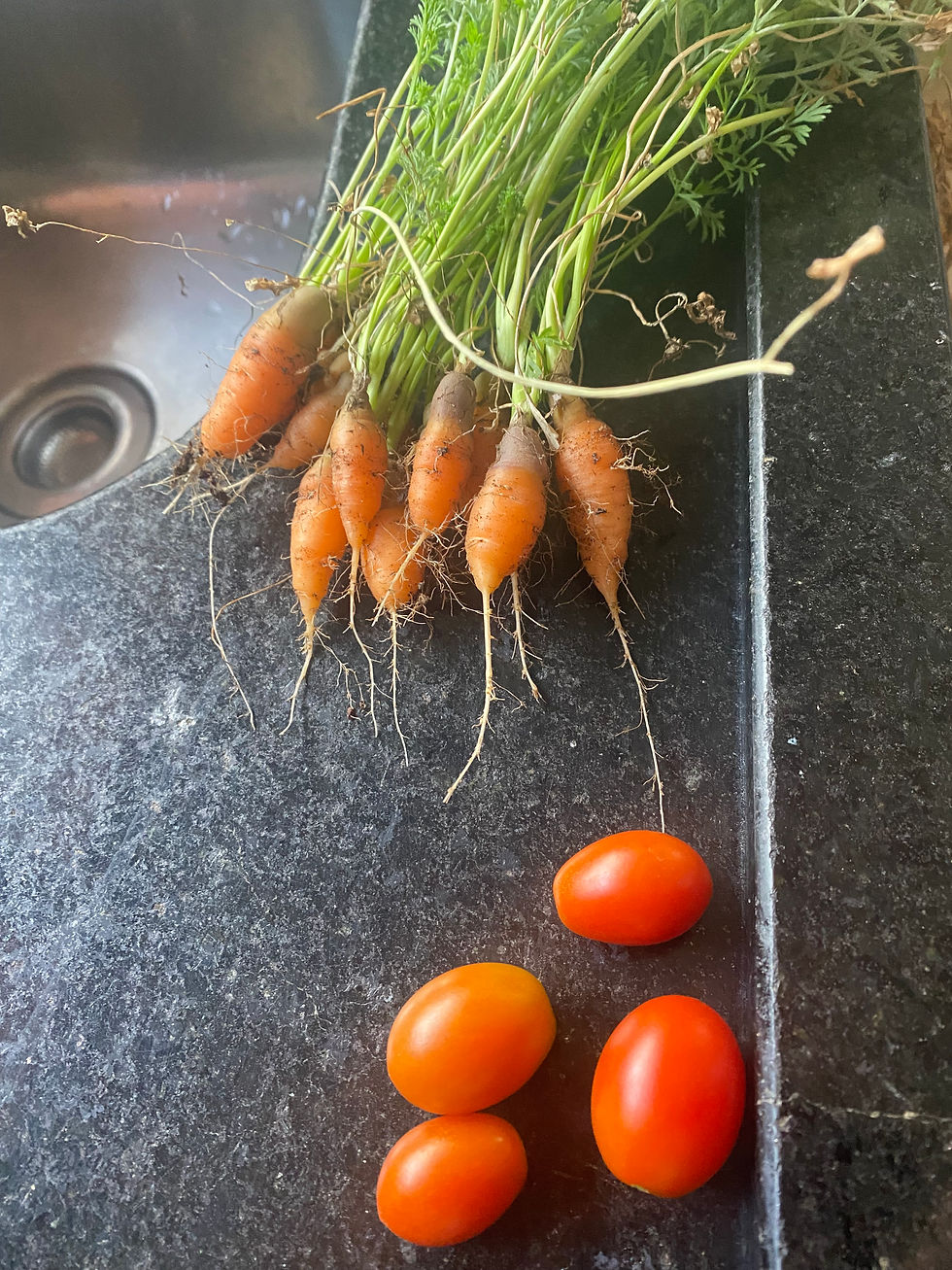 Colheita da horta