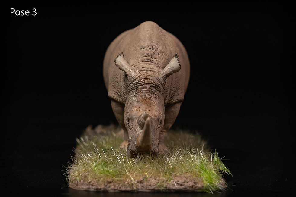 Thumbnail: White rhinoceros - battling bulls