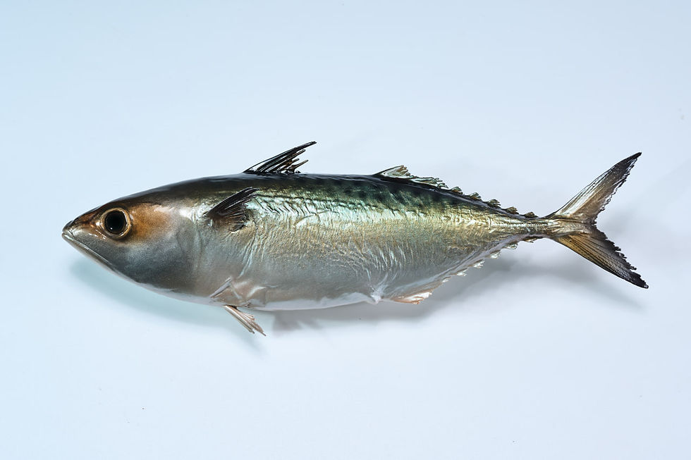 Thumbnail: Rastrelliger kanagurta - Indian mackerel