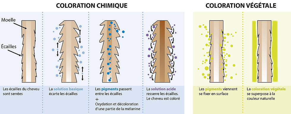 Image qui représente le cheveu sous différentes étapes entre la coloration chimique et la coloration végétale.