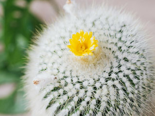 Burn-out ou périménopause ? Et si c’étaient les deux …