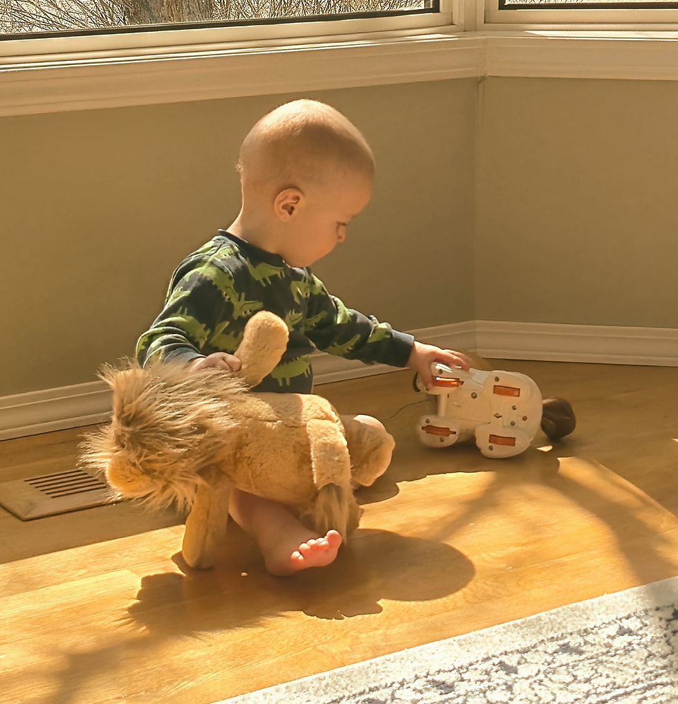 lion baby