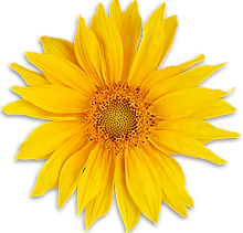 sunflower.png