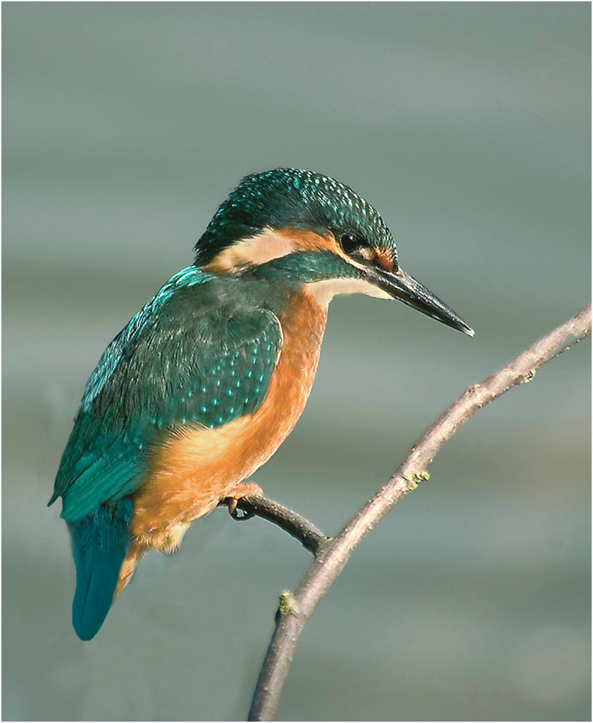 Kingfisher