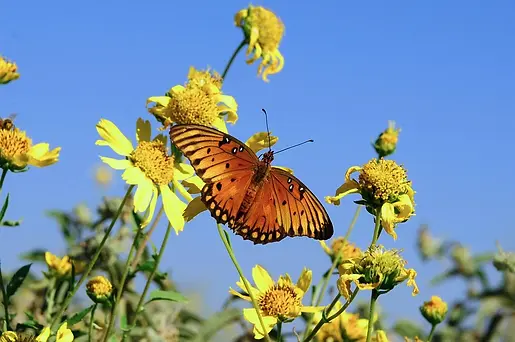 Papillon fleur_Pixabay.webp
