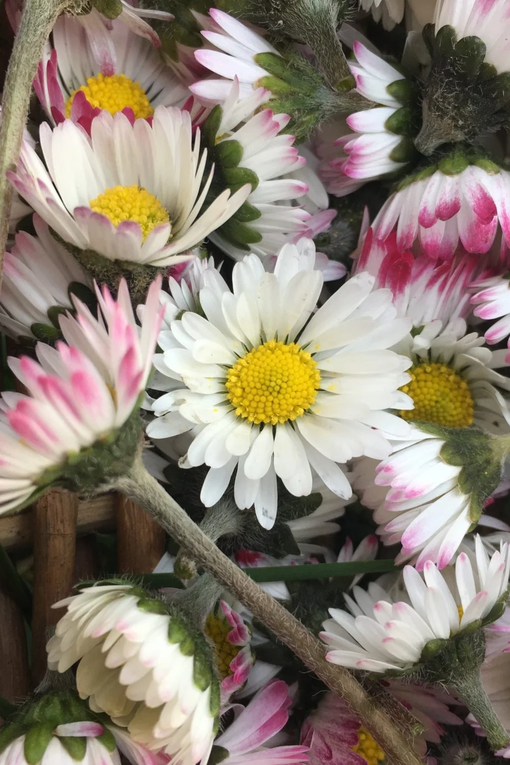 paquerette fleurs aux bienfaits adoucissants, rose blanche et jaune