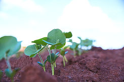 plants-3_edited.jpg