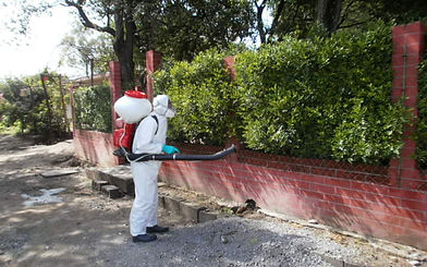 Manejo del psílido en zonas urbanas