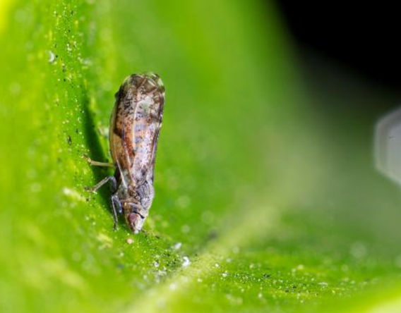 Diaphorina citrí Kuwayama