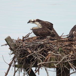 Living on Osprey Time