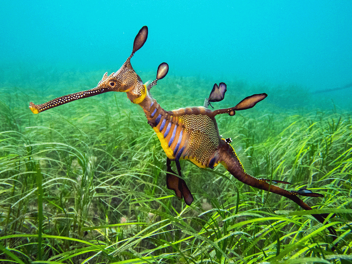 Club Shore Dive - Flinders