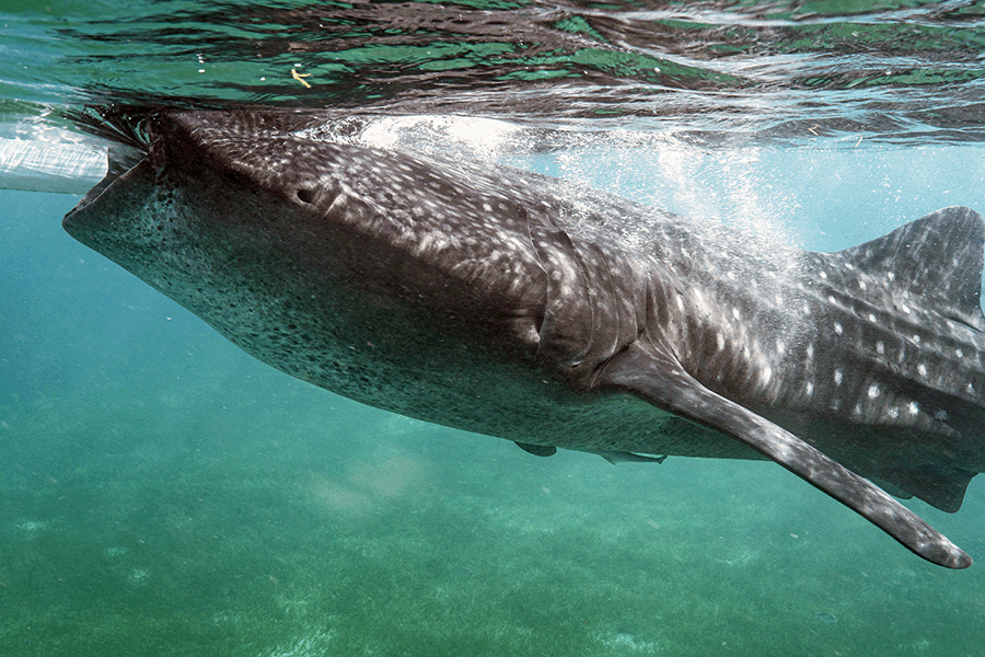 Whale Shark.gif