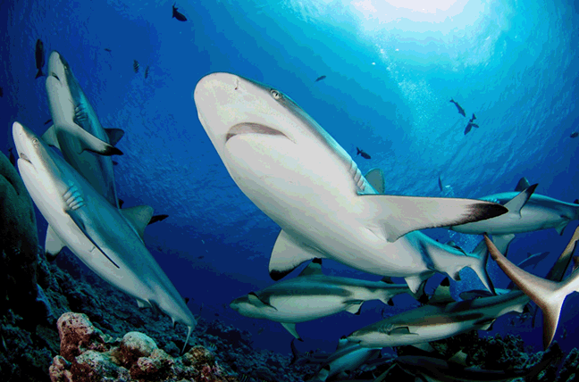 Palau 1.gif