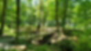 Jones Woods summer bridge dog BPA