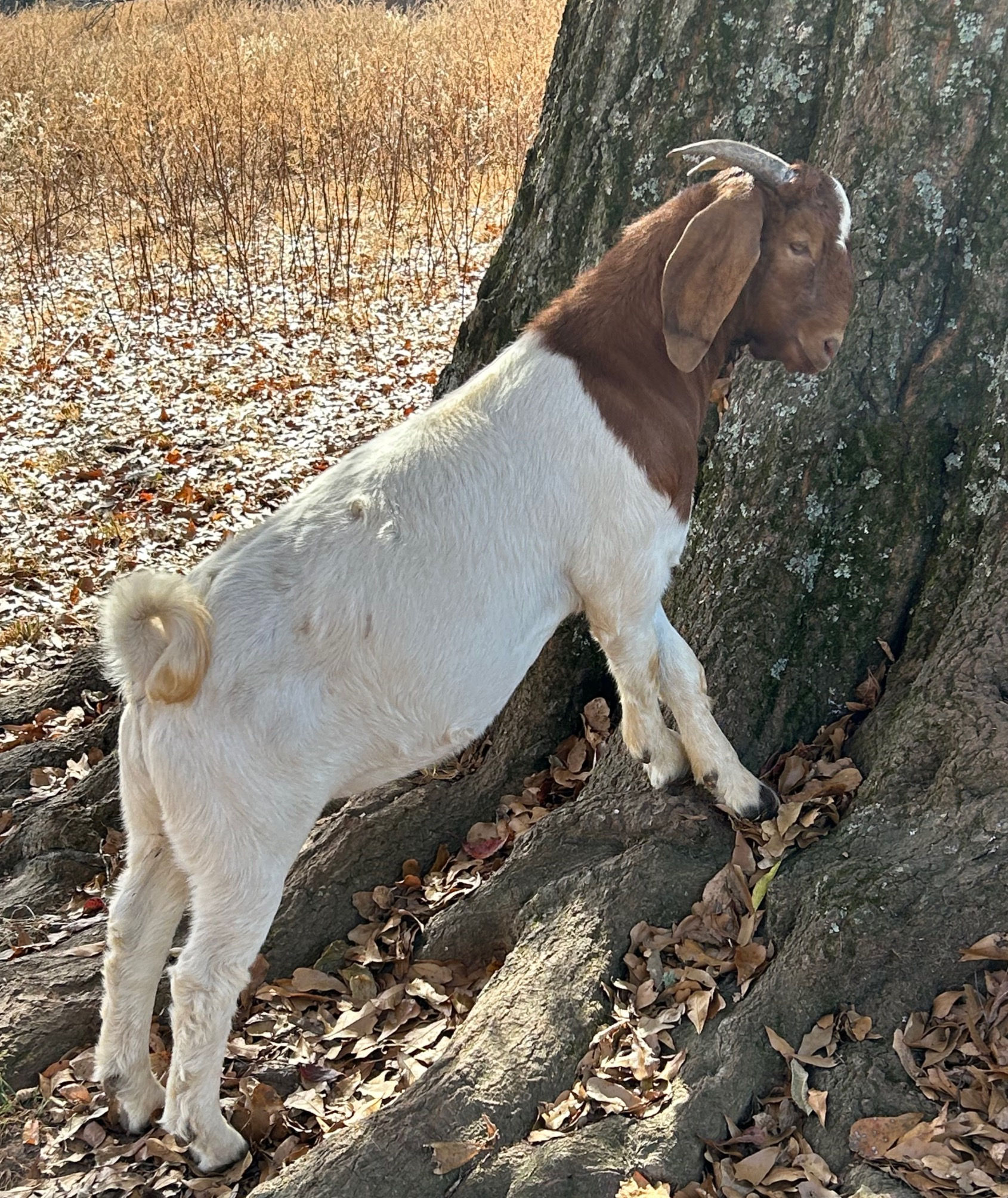 Breeder Goat
