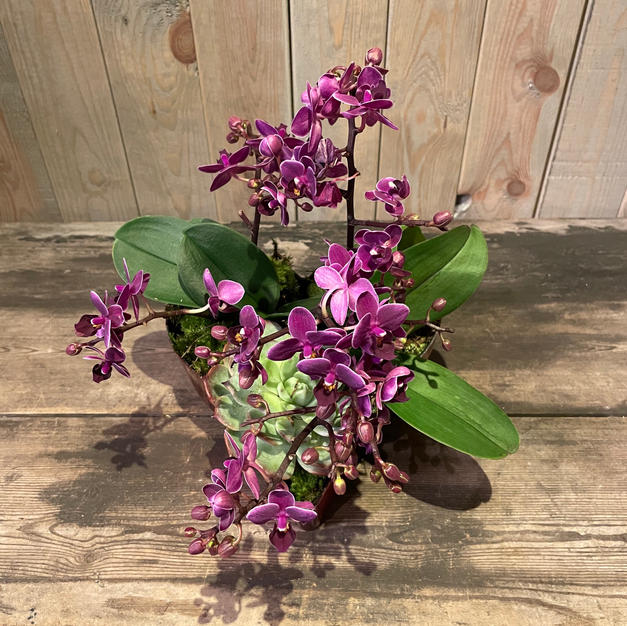 Orchideé æske.jpeg