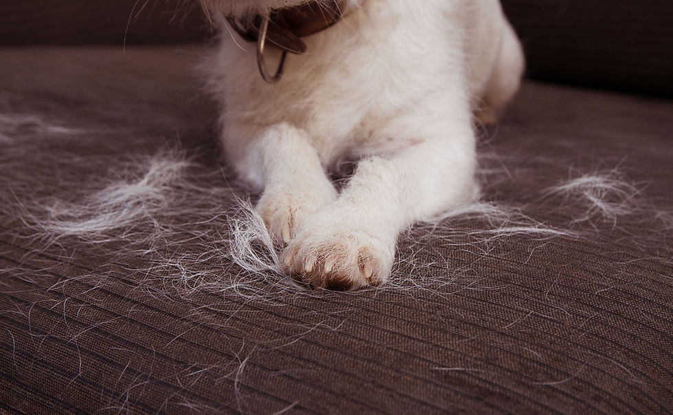 A close-up shot of dog's paws with dog hair laying all over the couch.