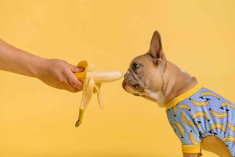What’s on the menu? Here’s what dogs can and can't eat