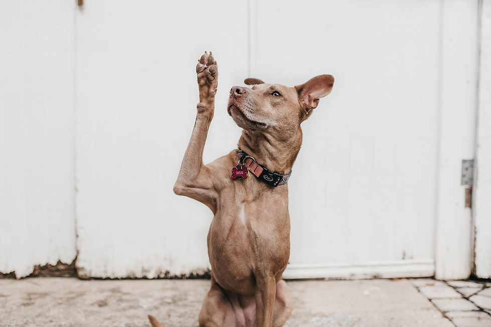 Dog gestures and what they mean 