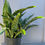 Thumbnail: Sansevieria Joboa 10”