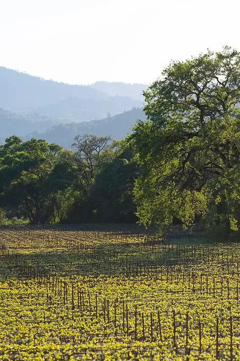 Frey Vineyards.webp