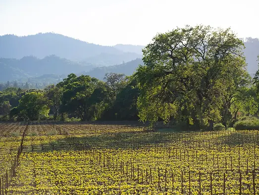 Frey Vineyards.webp