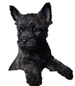 Cairn terrier bringé