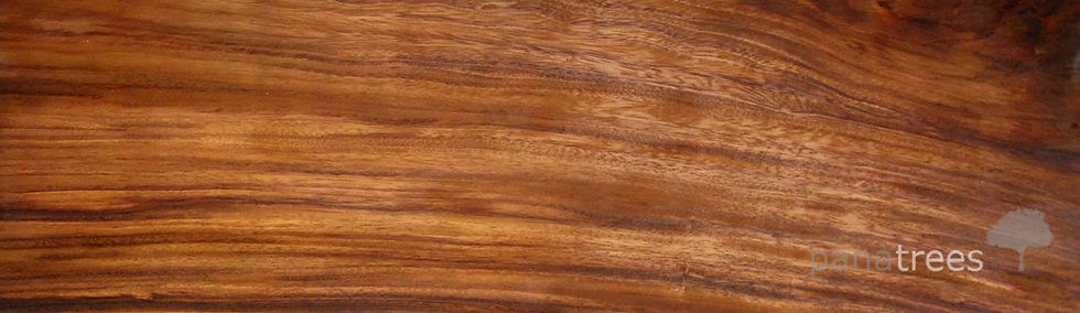 parota horizontal.jpg