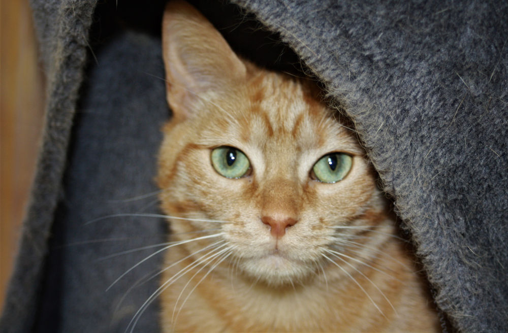 Ginger Cat Appreciation Day!