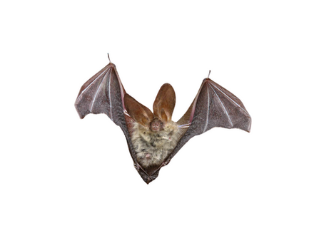 Brown long-eared bat