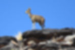 1. KLIPSPRINGER STANDING VIGIL