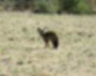 10. BAT-EARED FOX