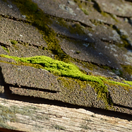 Moss growing on a roof can cause thousands in damage.
