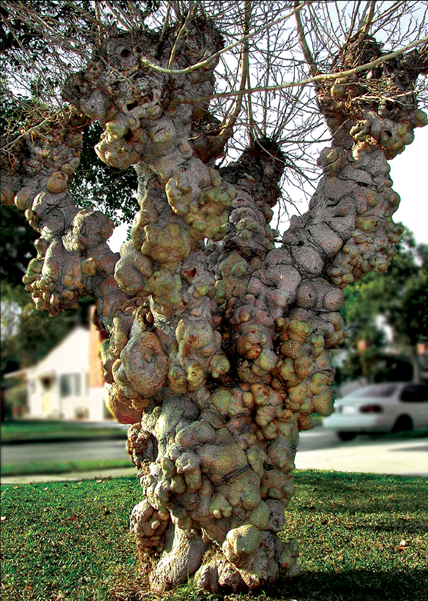 Healing Tree | Being Enchanted