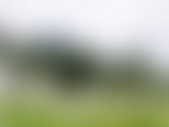 Regenfrei und nicht zu heiß – perfekte Bedingungen für das Narzissenfest