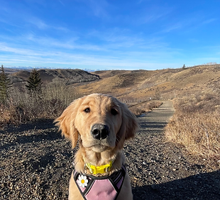 Skoki on the trail at Tiger Lilly Loop