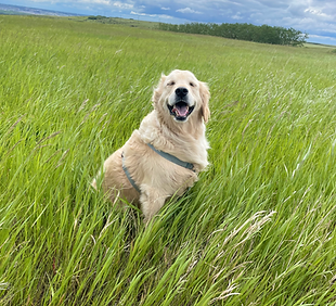 Charley at Nose Hill Park