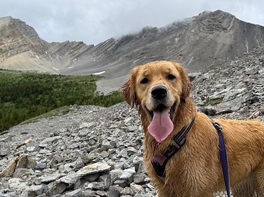Skoki on the trail at Arethusa Cirque