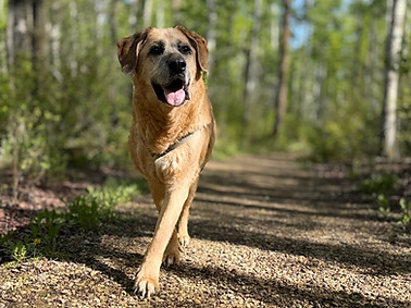 Eddie on the trail at Birchcliff Walking Path