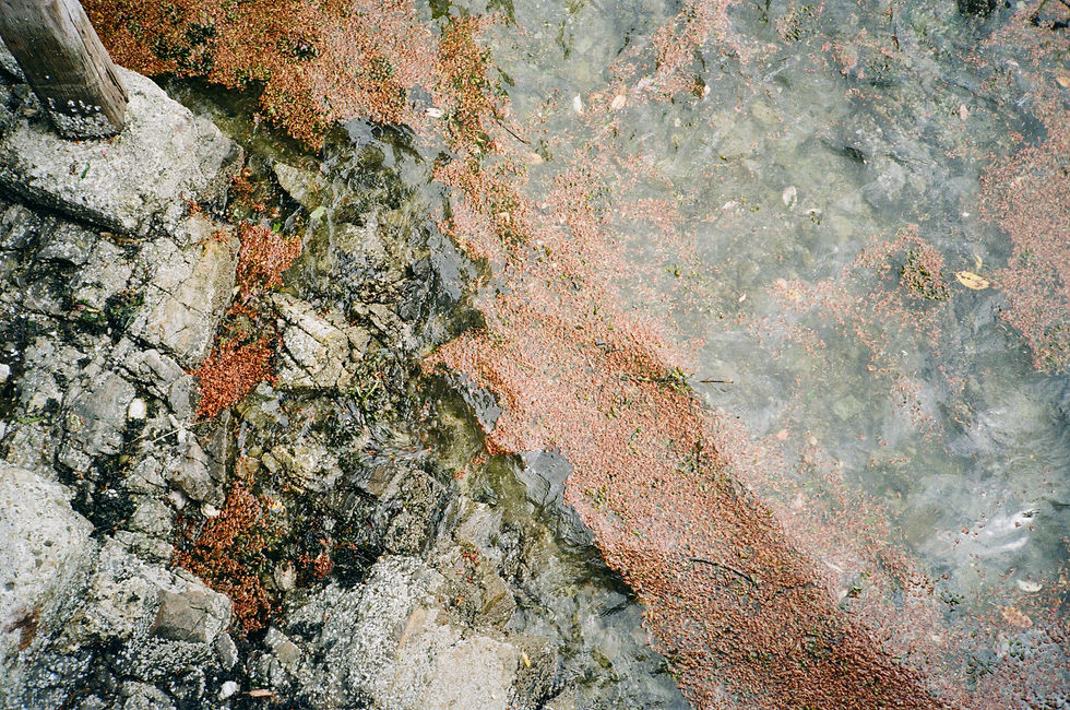 fig XVI